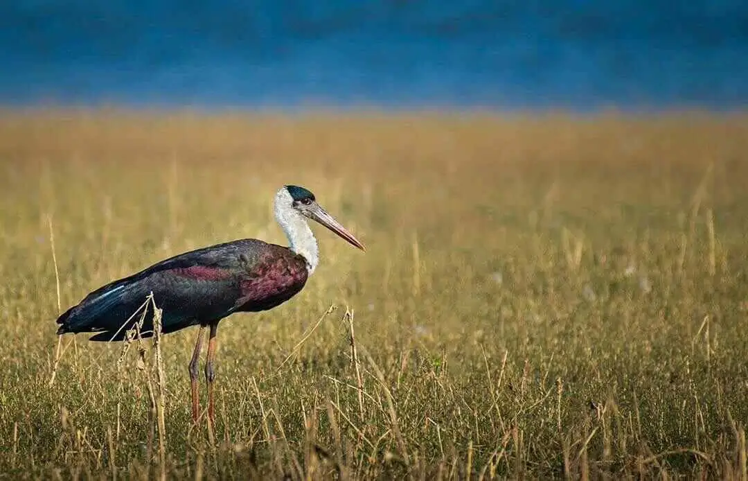 African Woolly-necked Stork